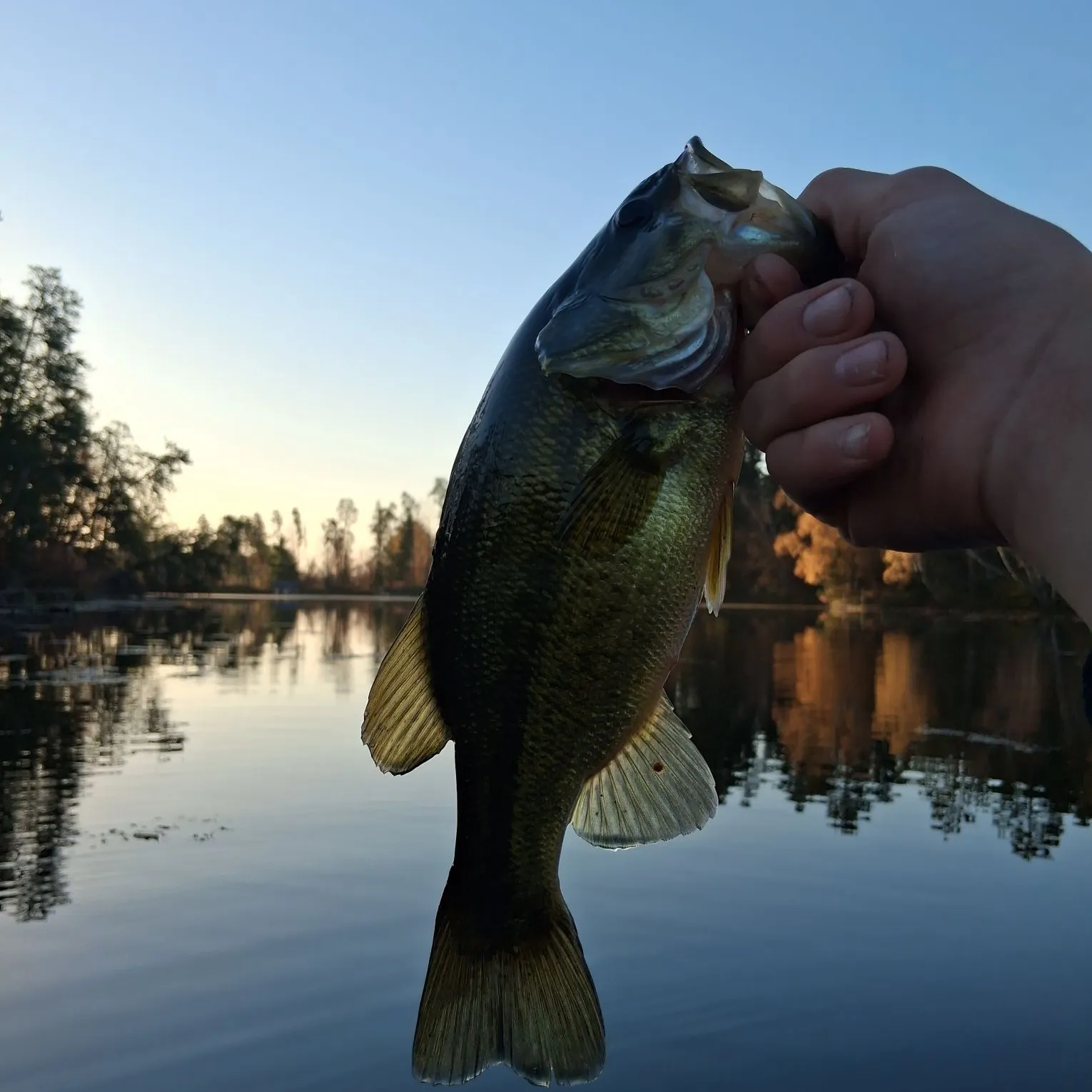 Smallmouth bass caught on Fishbrain