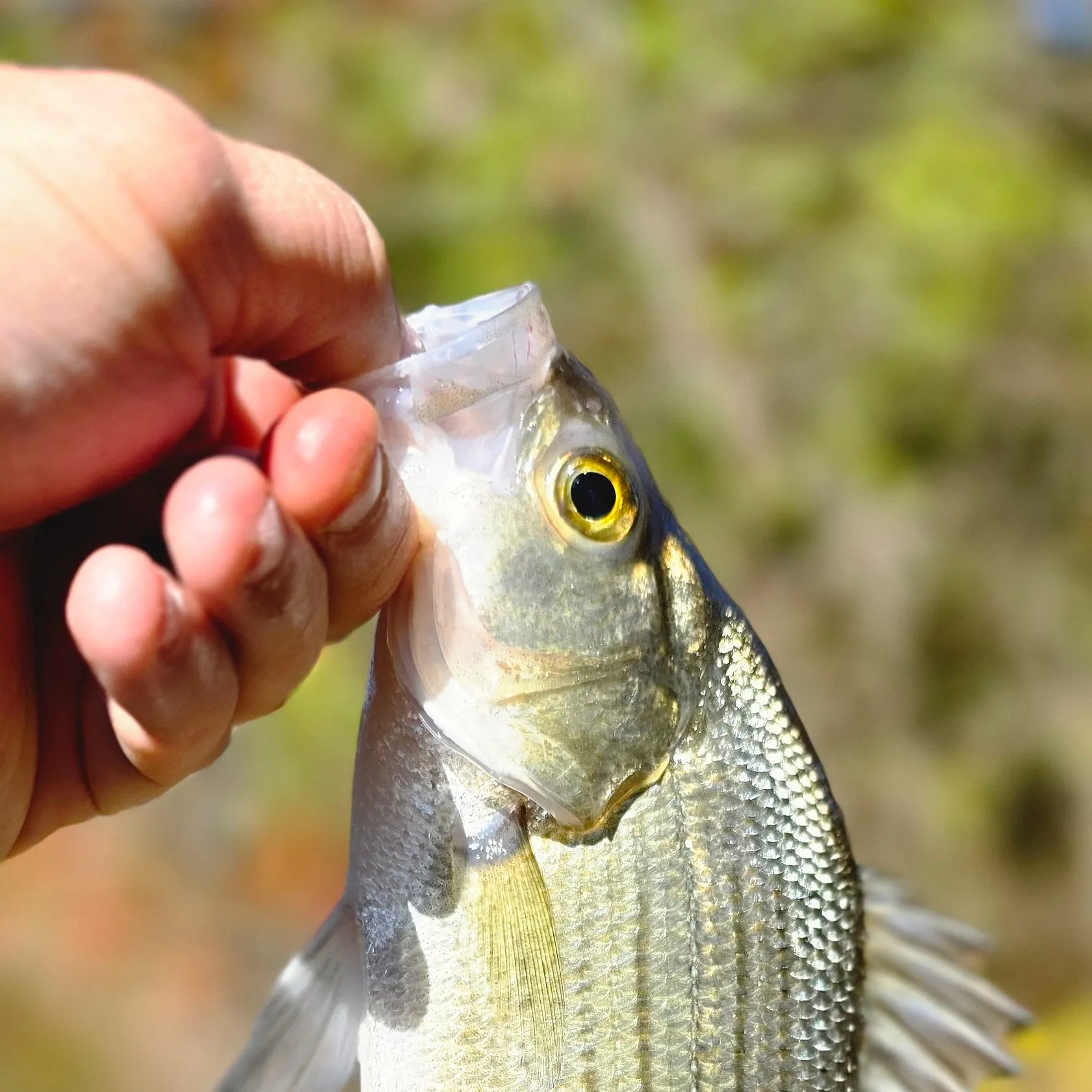 Wiper caught on Fishbrain