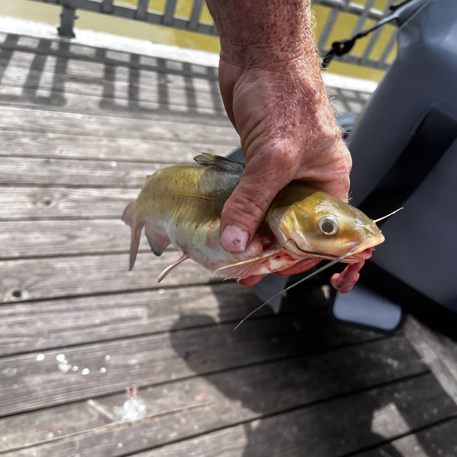 catch