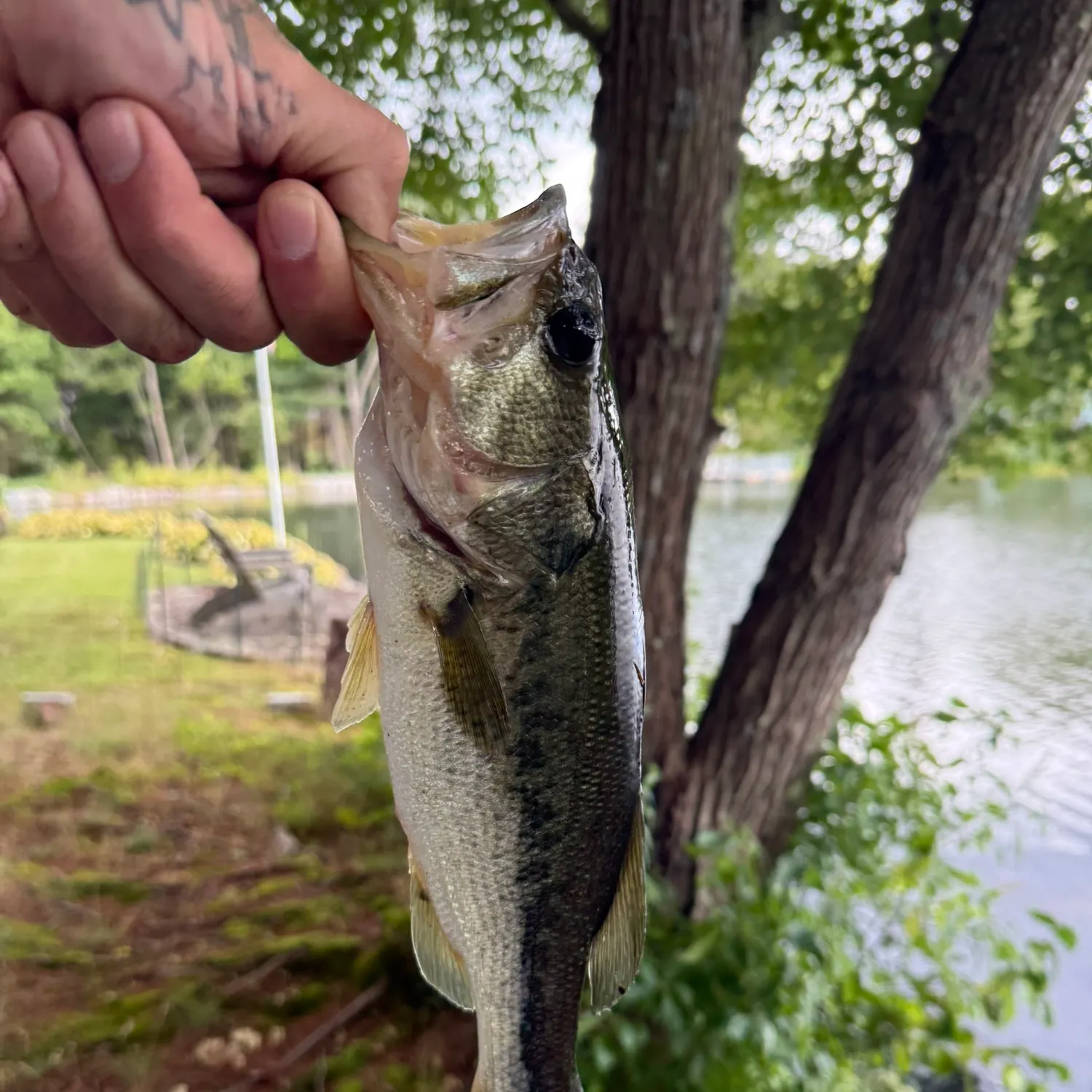 Largemouth bass caught on Fishbrain