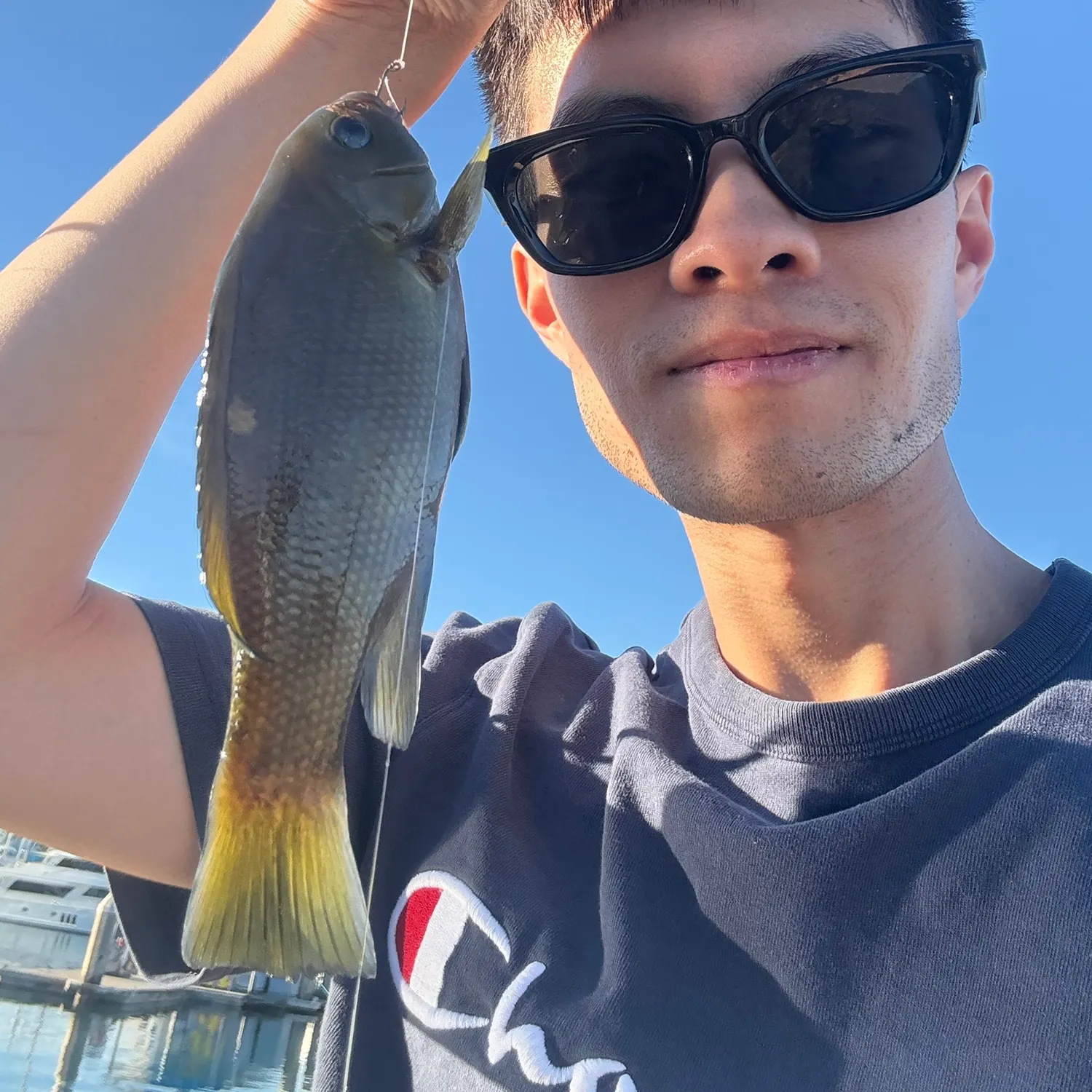 The most recent Opaleye catches on Fishbrain