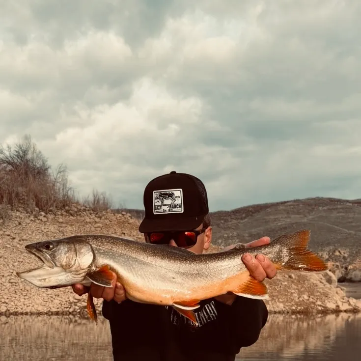 The most recent Splake catches on Fishbrain