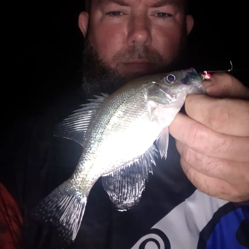 Black crappie caught on Fishbrain