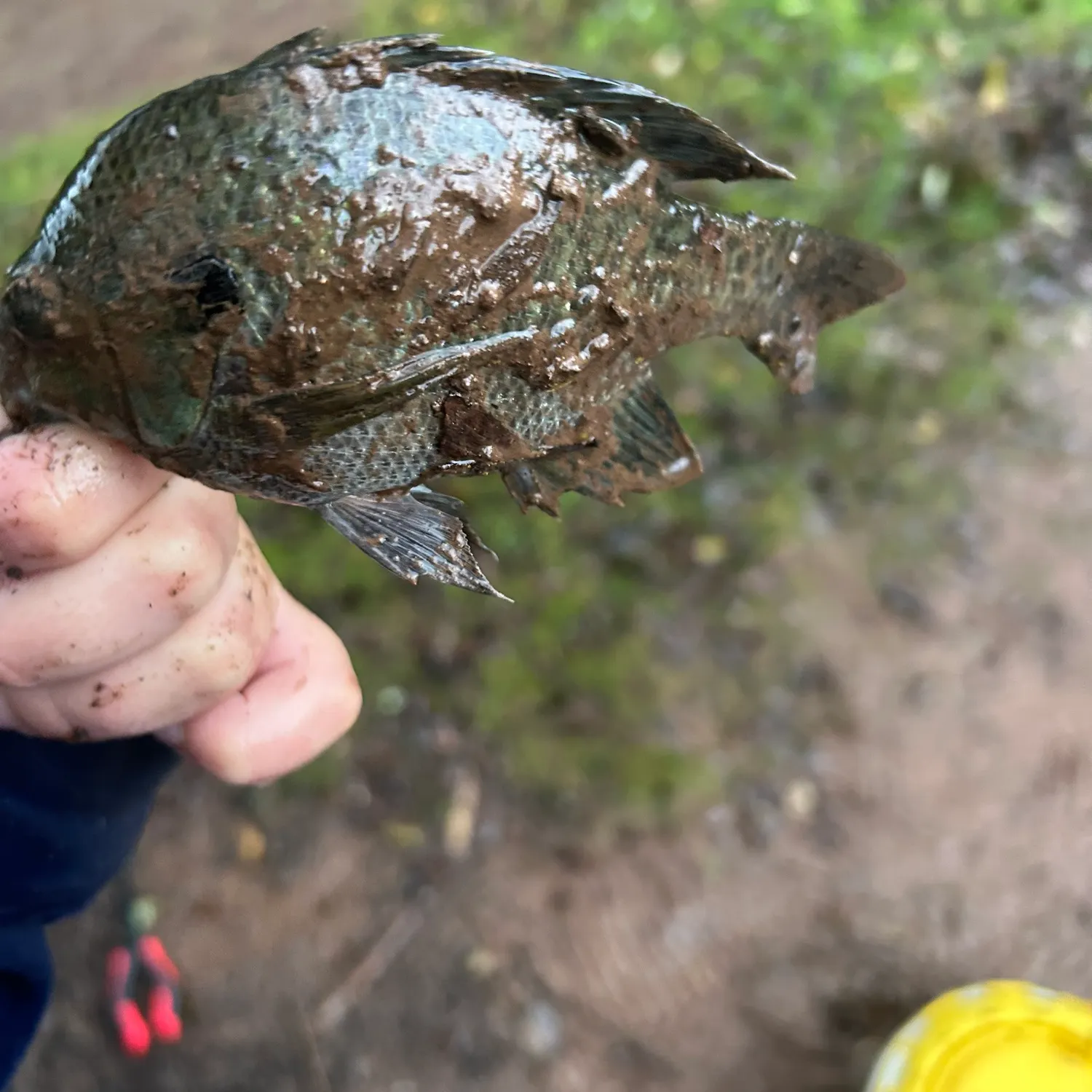 Greengill hybrid caught on Fishbrain