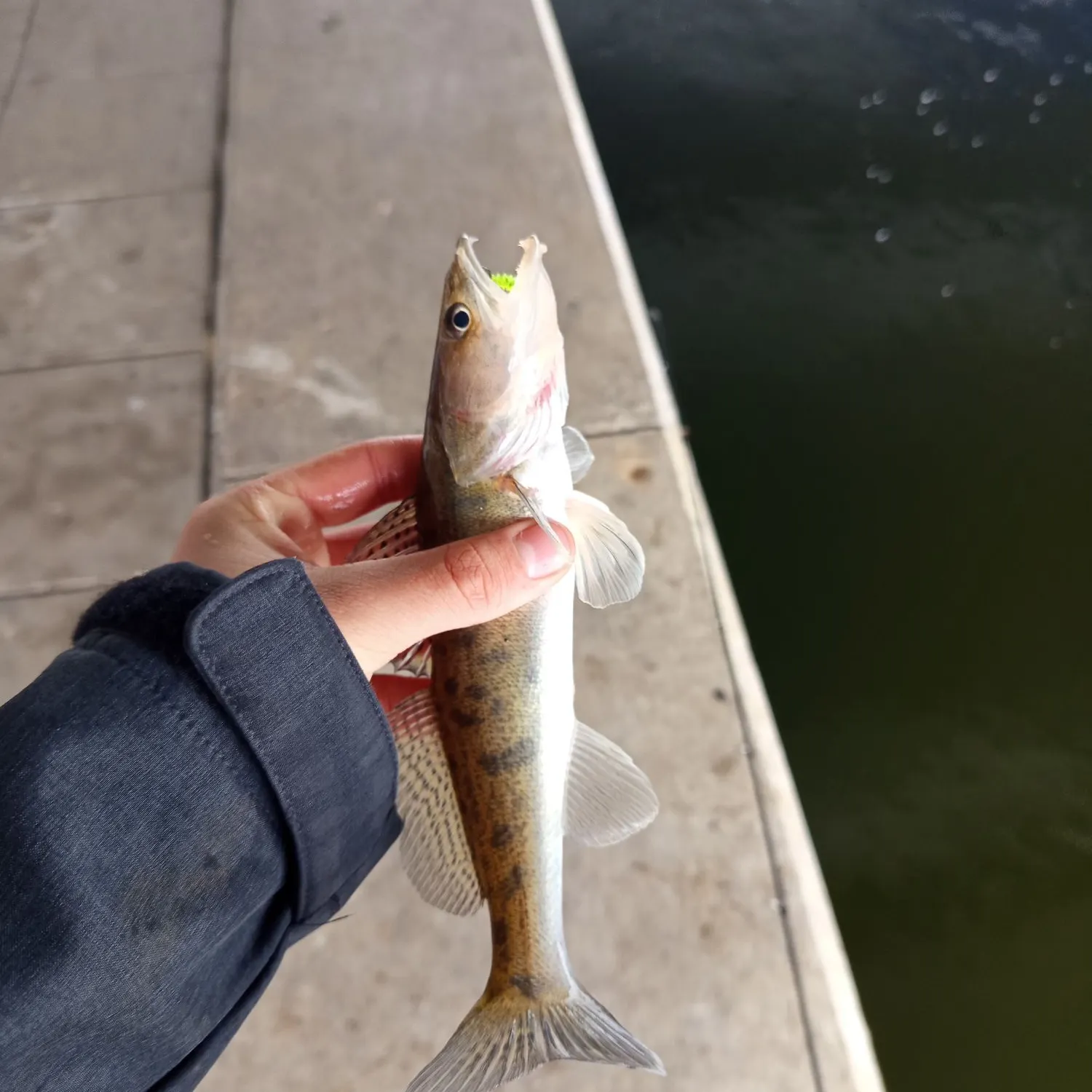 Zander caught on Fishbrain