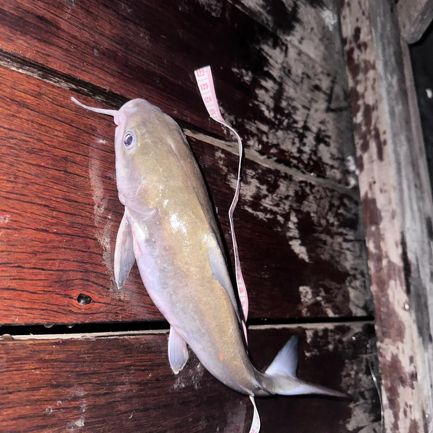 Hardhead sea catfish caught on Fishbrain
