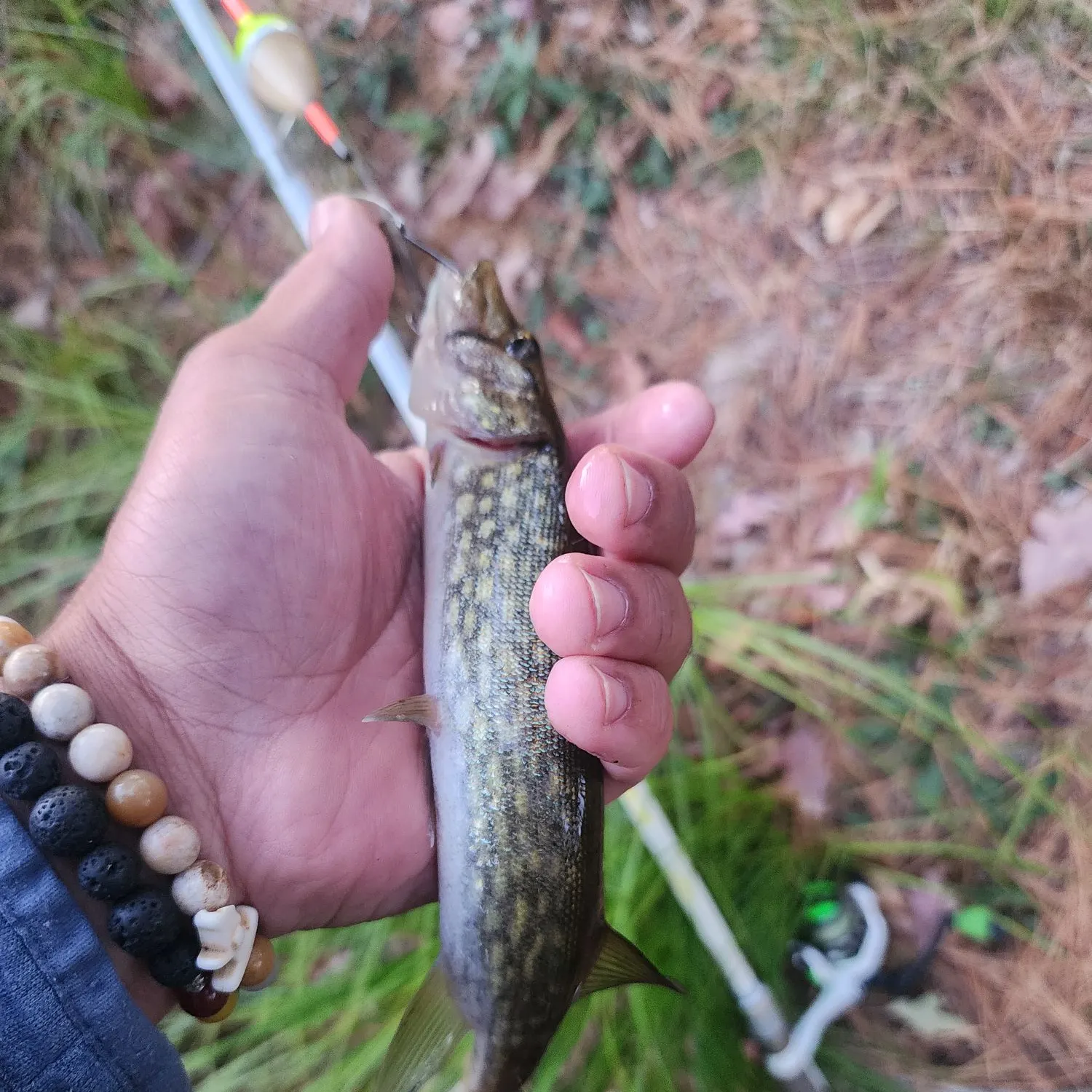 Chain pickerel caught on Fishbrain