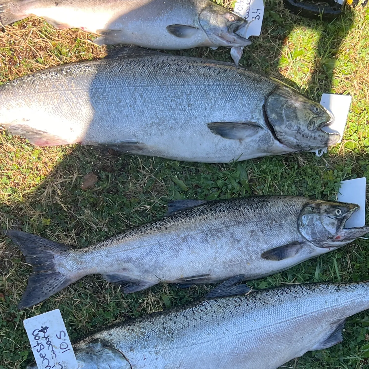 Chinook salmon caught on Fishbrain