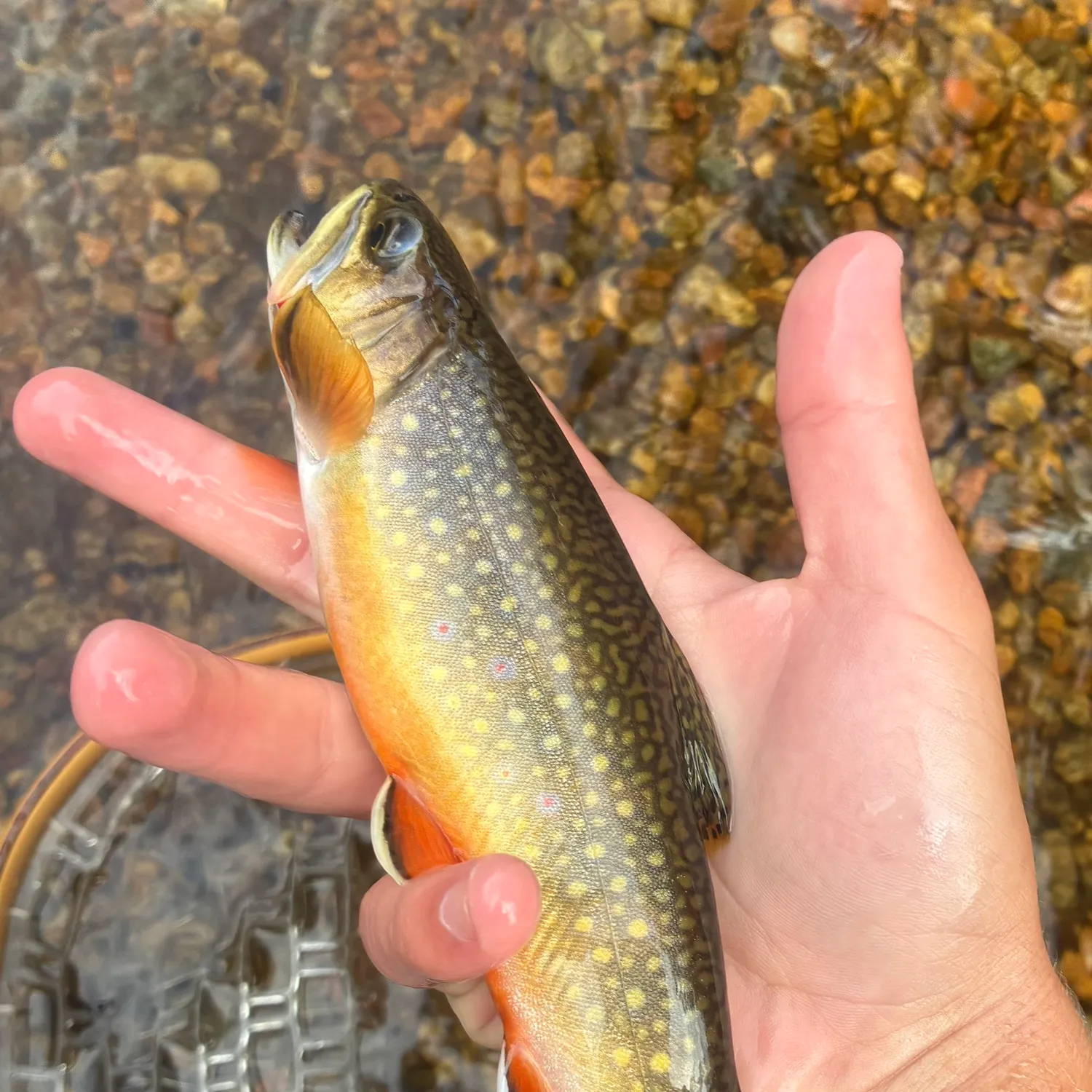 Brook trout caught on Fishbrain