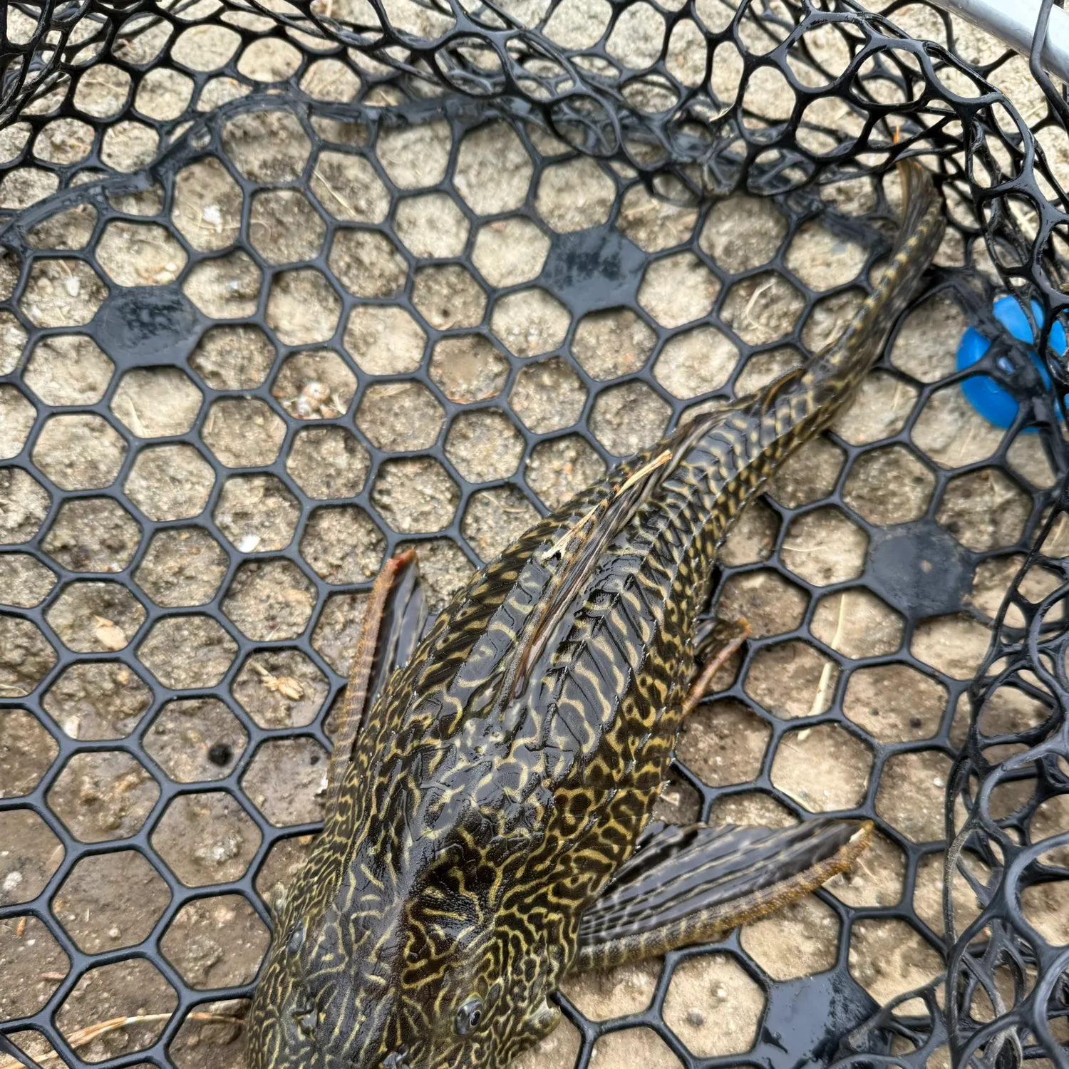 The most recent Orinoco sailfin catfish catches on Fishbrain