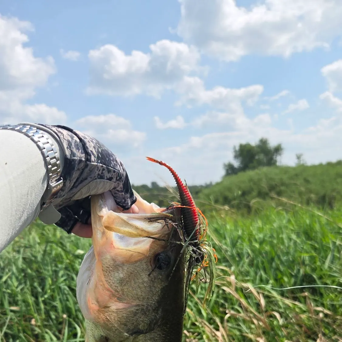 Largemouth bass caught on Fishbrain