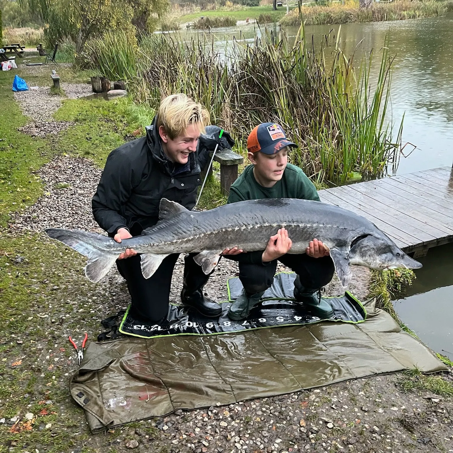 The most recent Beluga sturgeon catches on Fishbrain