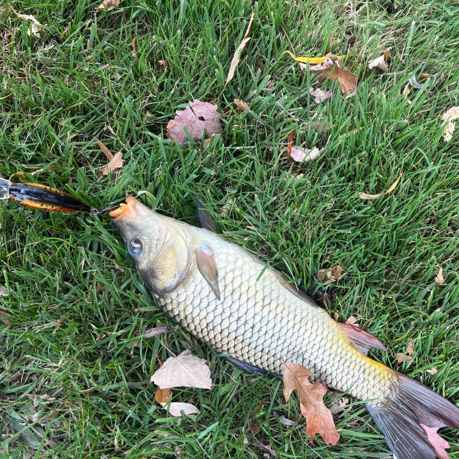 Common carp caught on Fishbrain