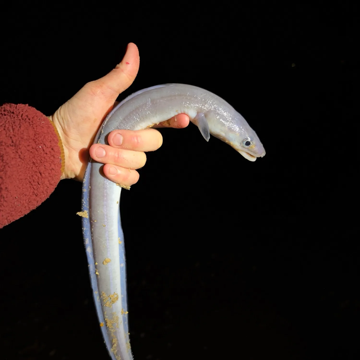 European eel caught on Fishbrain