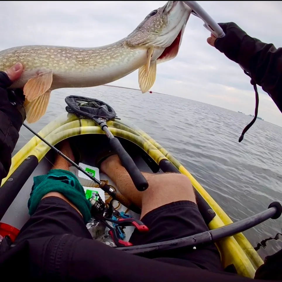 Northern pike caught on Fishbrain