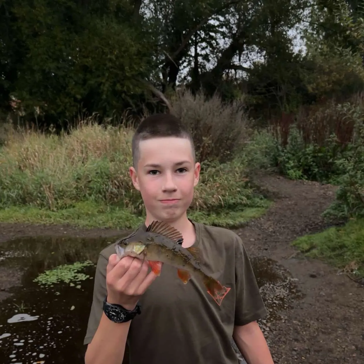 European perch caught on Fishbrain