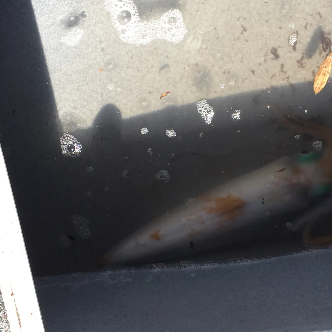 Fish caught on Fishbrain