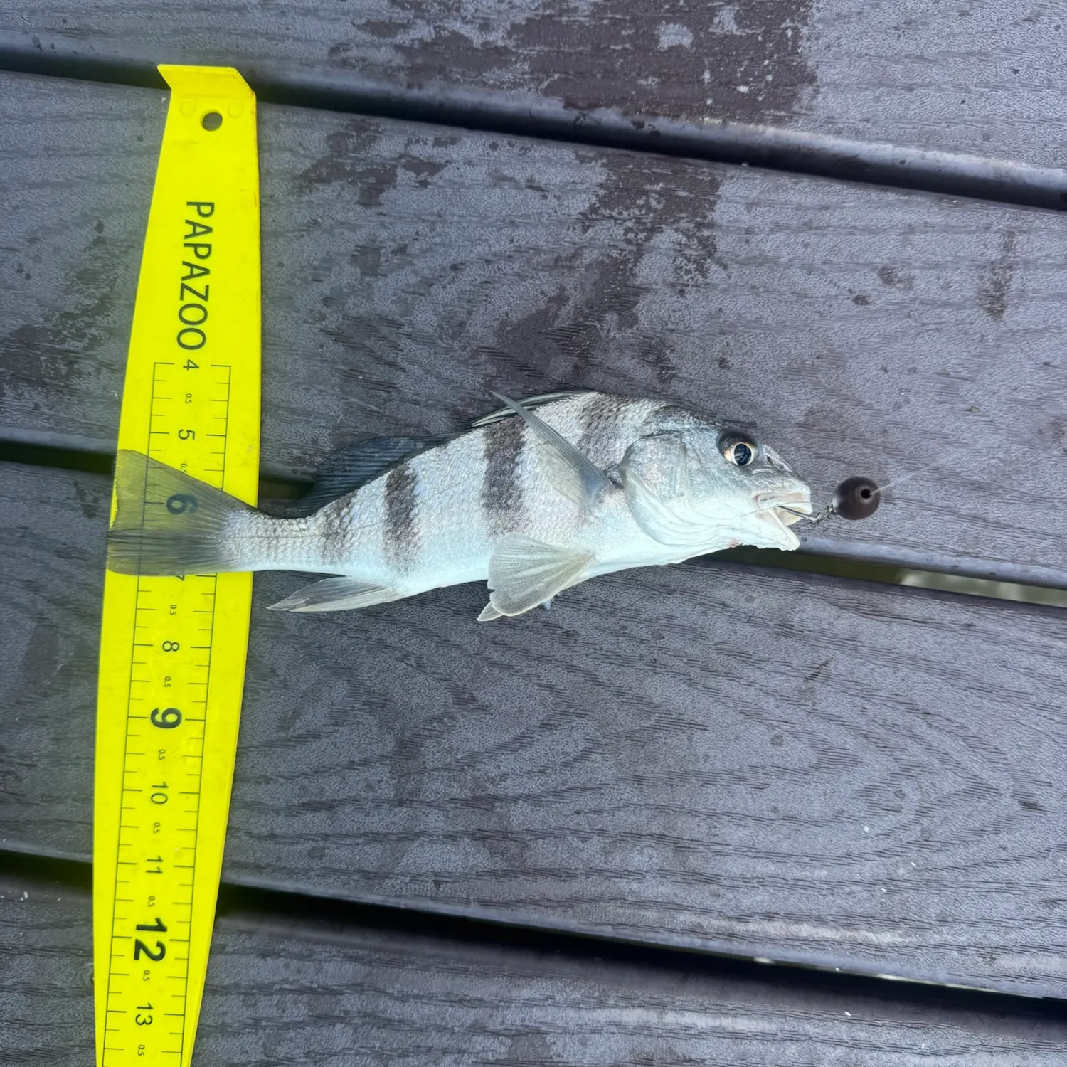 Black drum caught on Fishbrain