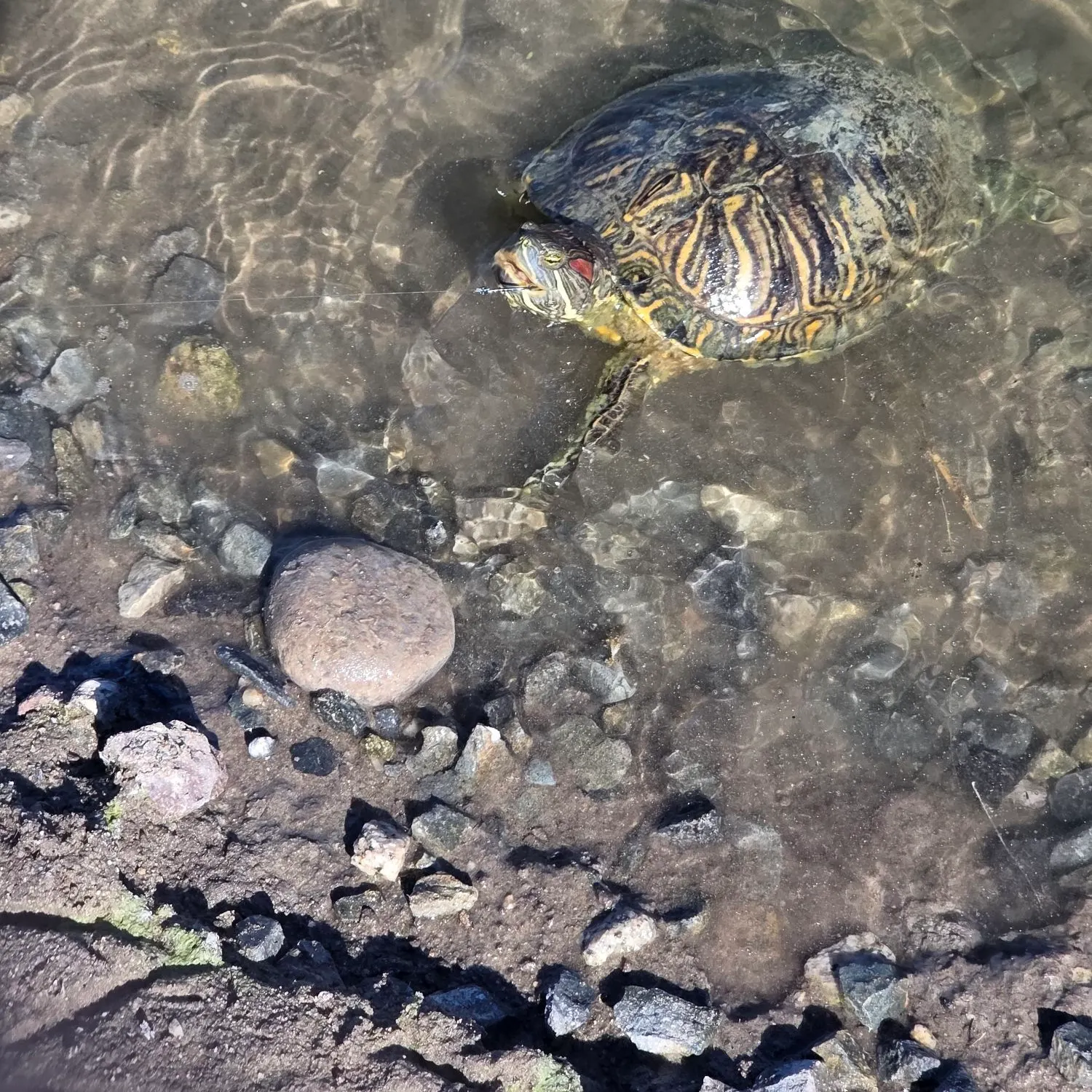 The most recent White sturgeon catches on Fishbrain