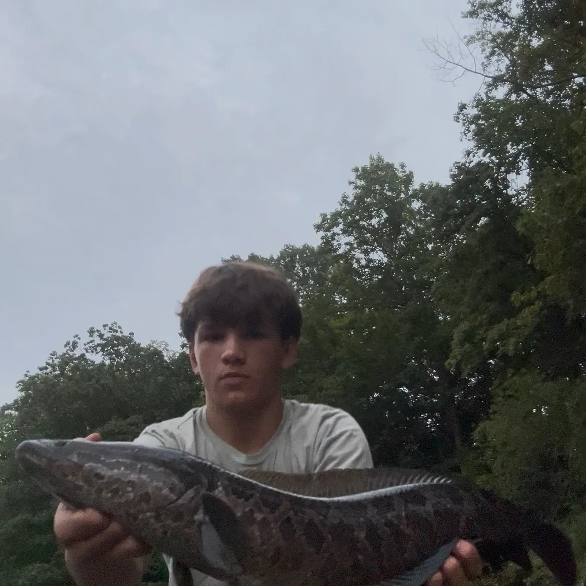 Northern snakehead caught on Fishbrain