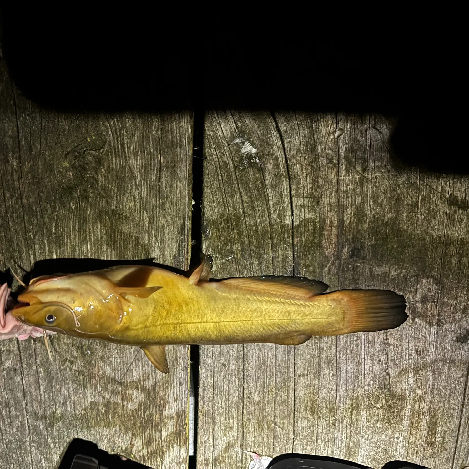 Yellow bullhead caught on Fishbrain
