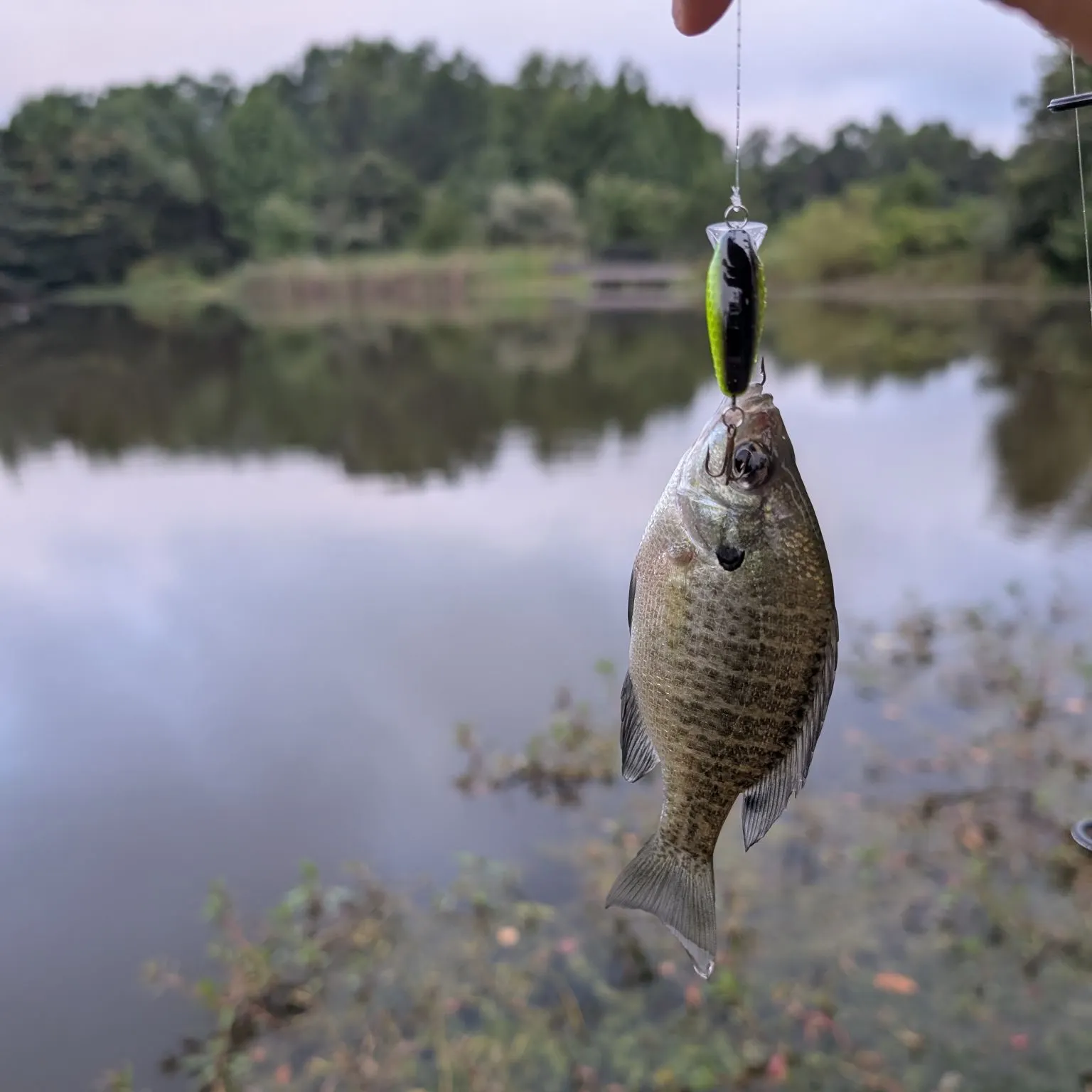 Bluegill caught on Fishbrain