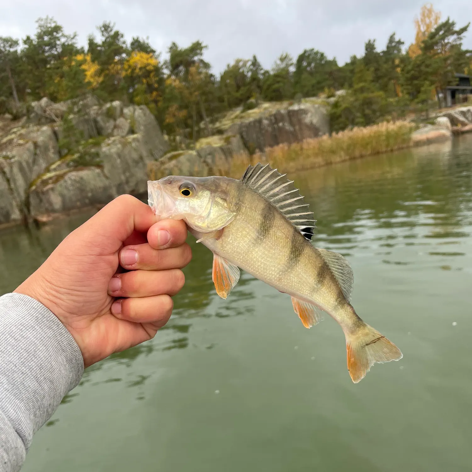European perch caught on Fishbrain