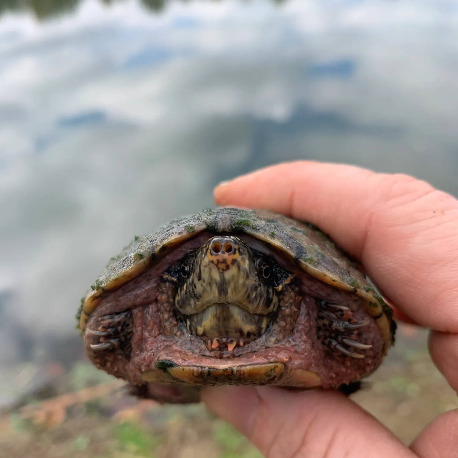 Common snapping turtle caught on Fishbrain