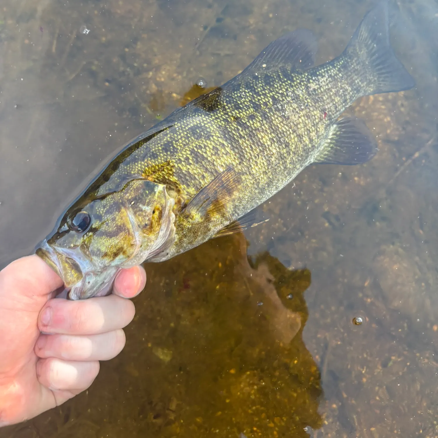 Smallmouth bass caught on Fishbrain