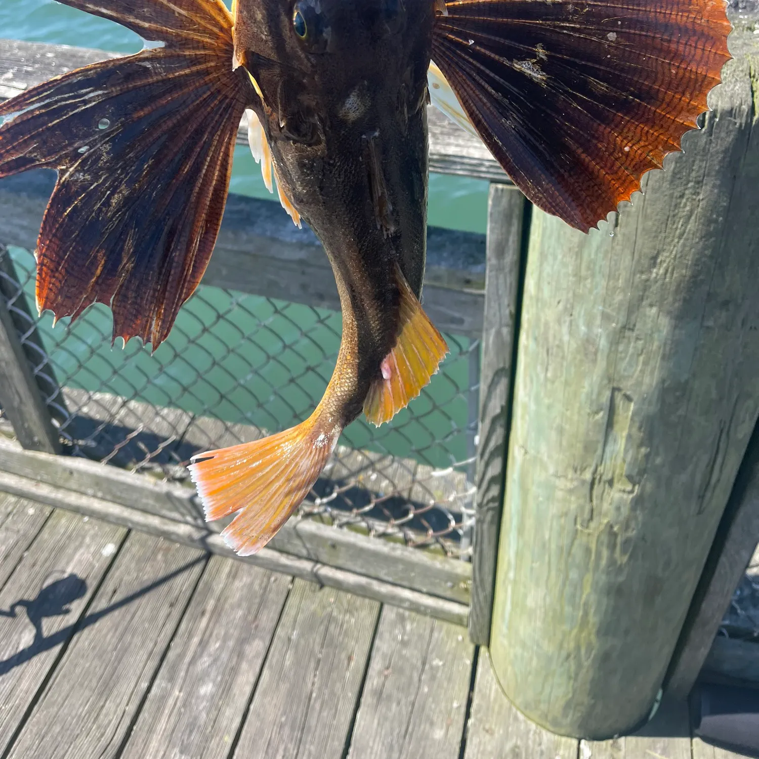 recently logged catches