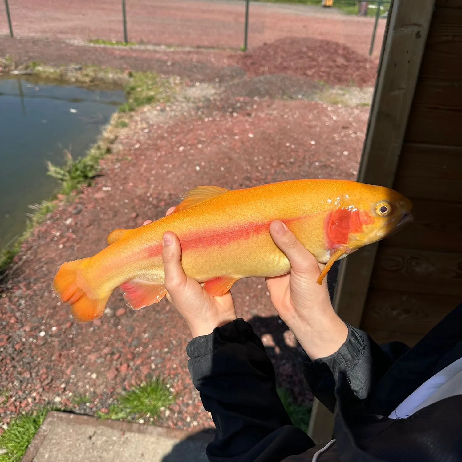 The most recent Seeforellen trout catches on Fishbrain