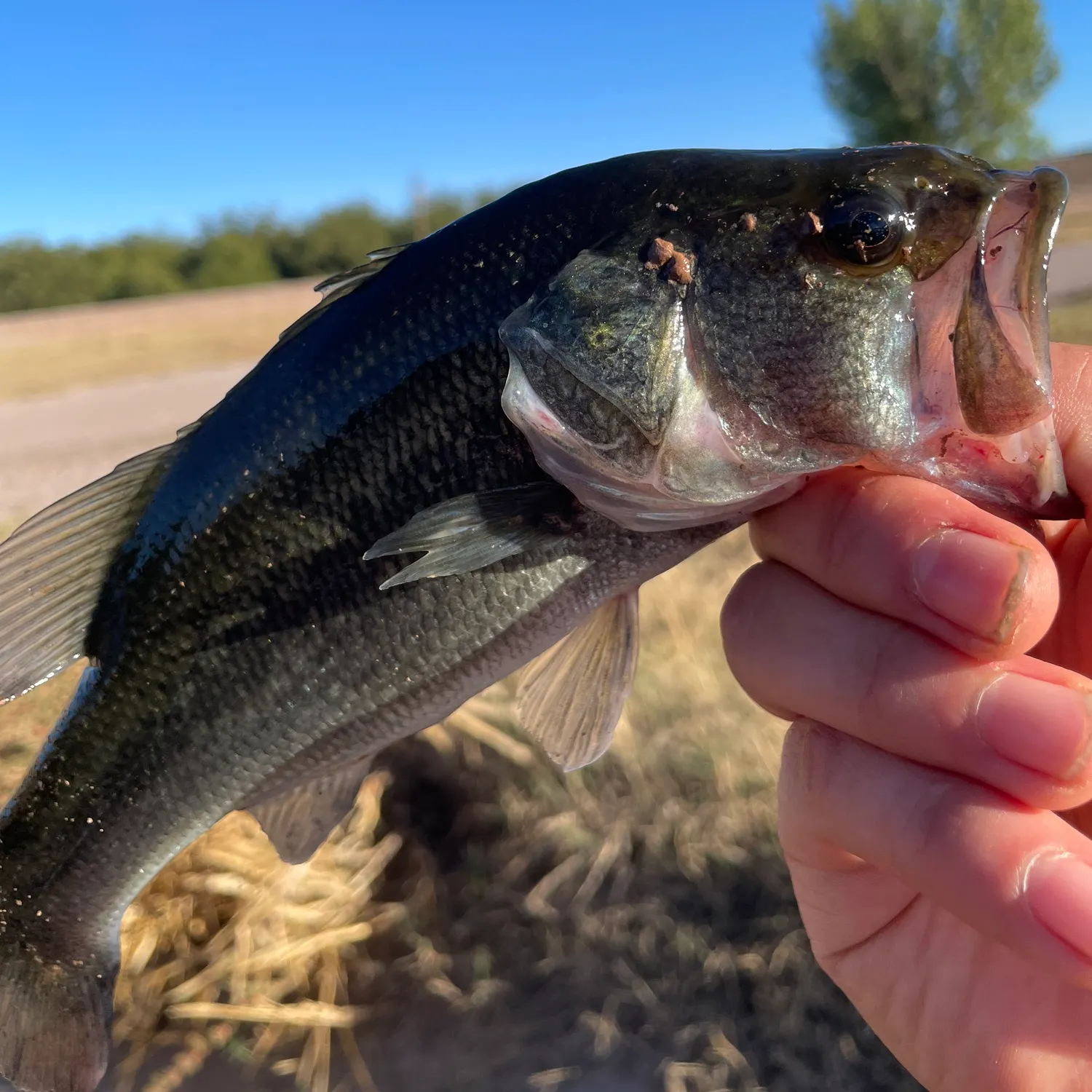 The most recent Largemouth bass catches on Fishbrain