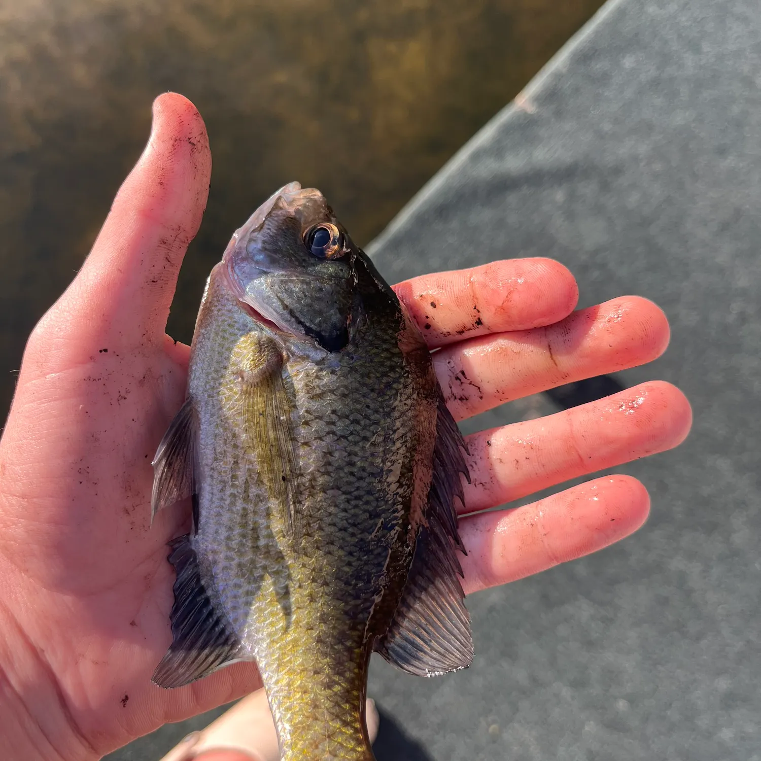 Bluegill caught on Fishbrain