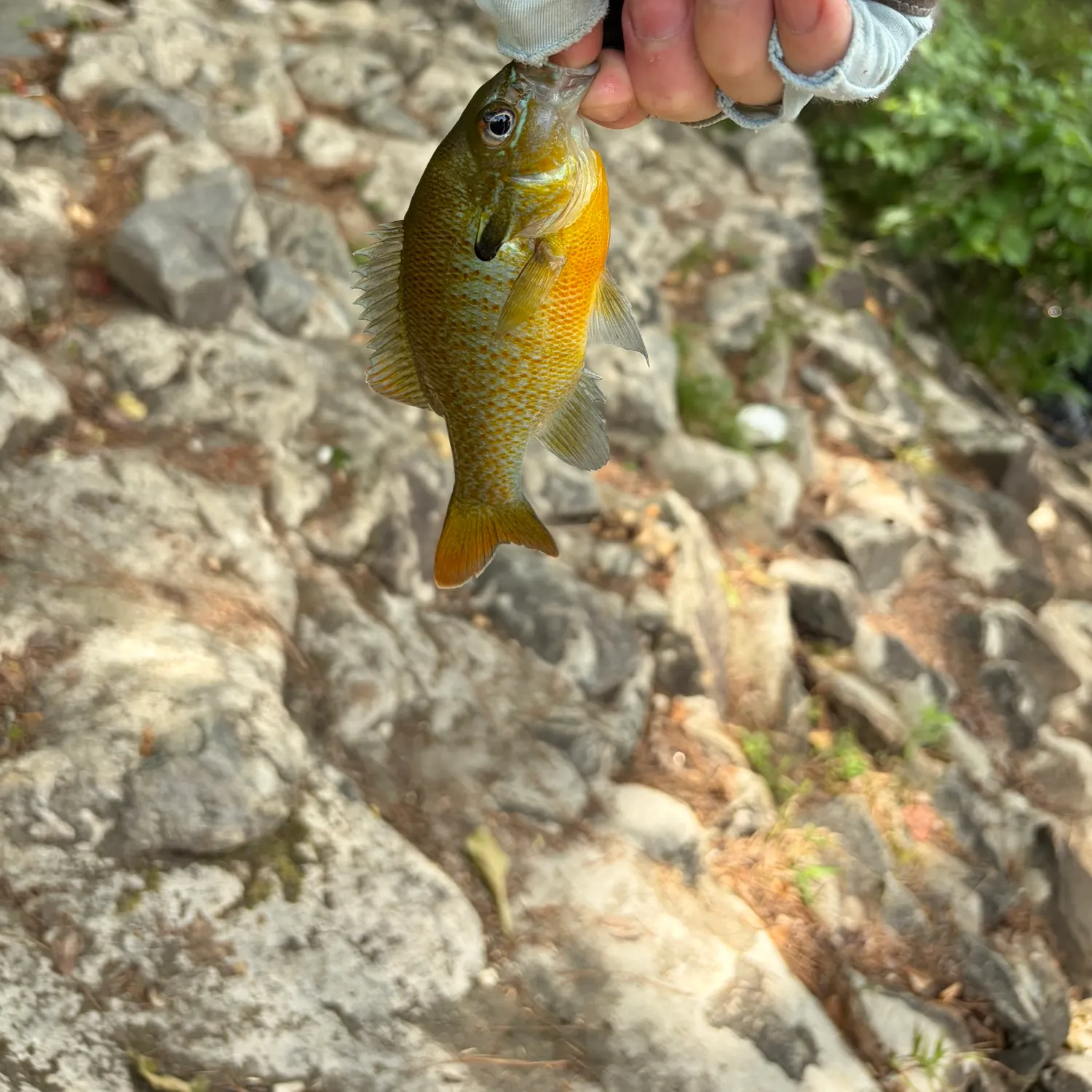 catch
