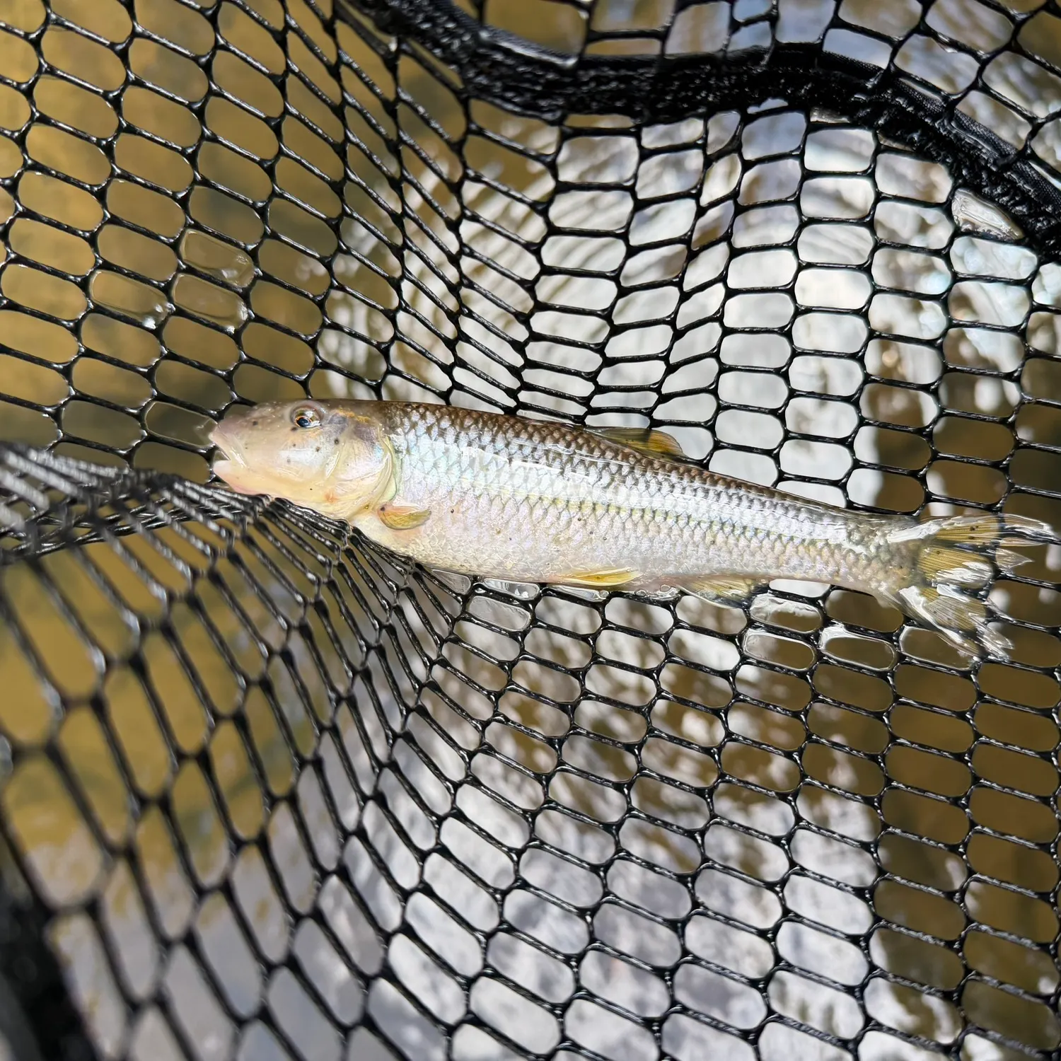 River chub caught on Fishbrain