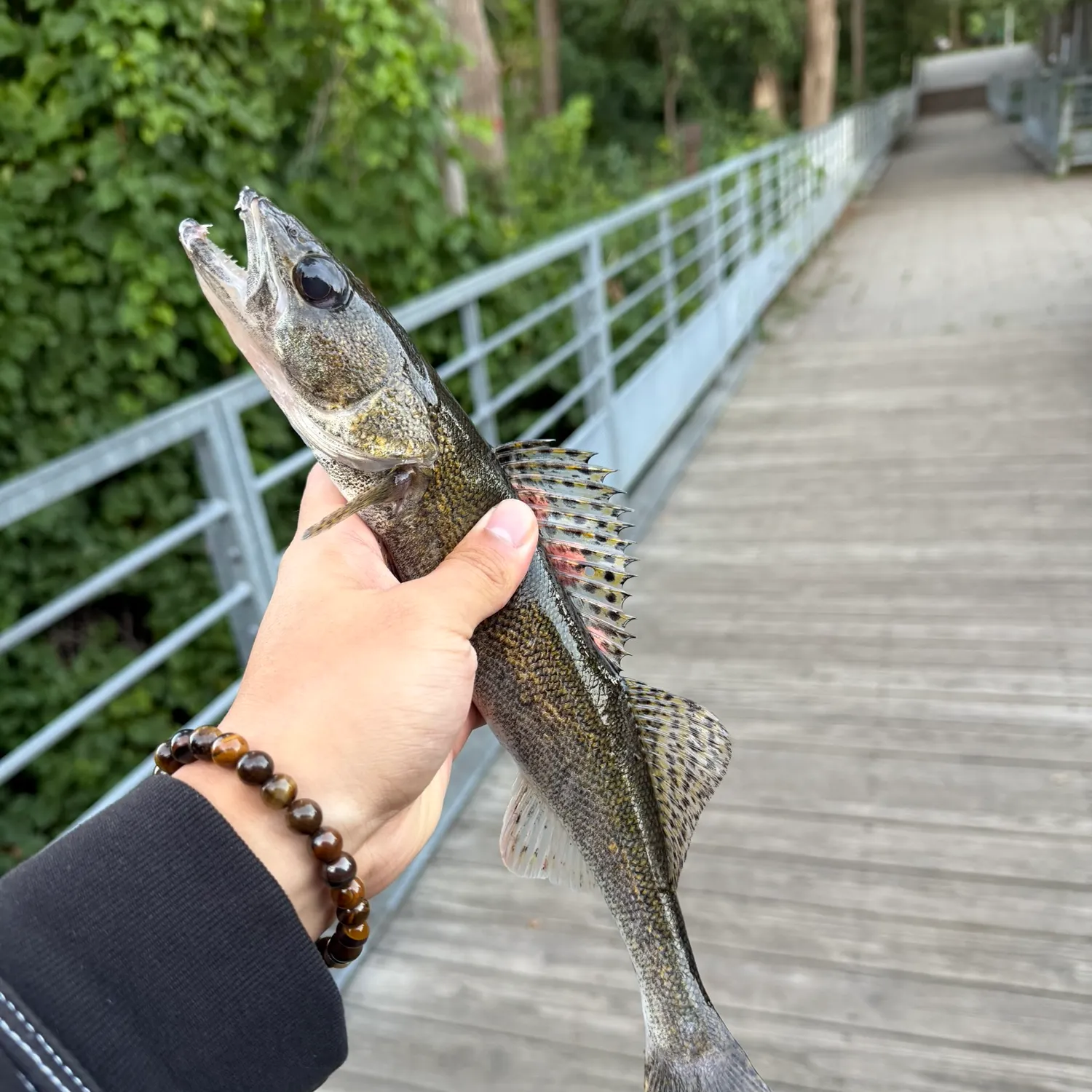 The most recent Sauger catches on Fishbrain