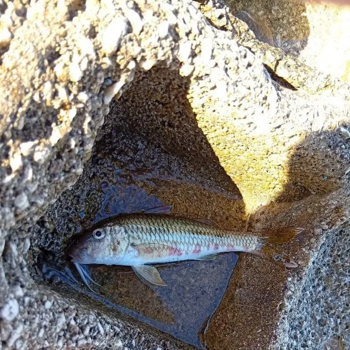 The most recent Striped red mullet catches on Fishbrain