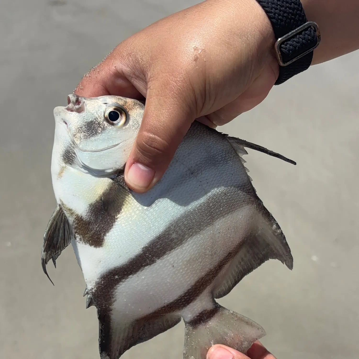 The most recent Atlantic spadefish catches on Fishbrain