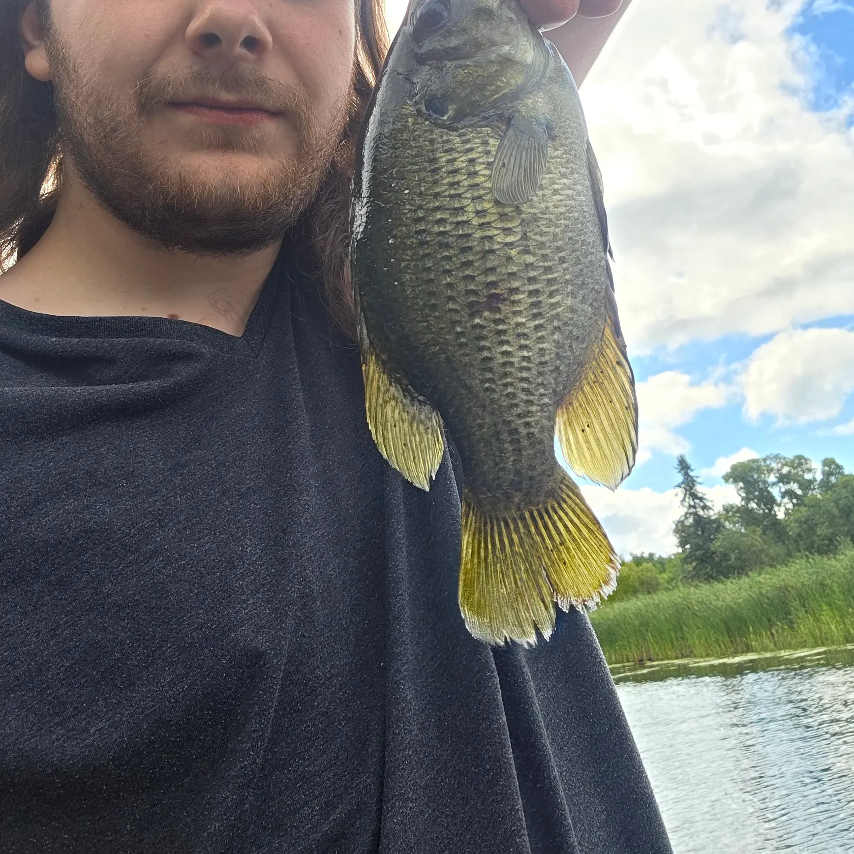 Rock bass caught on Fishbrain
