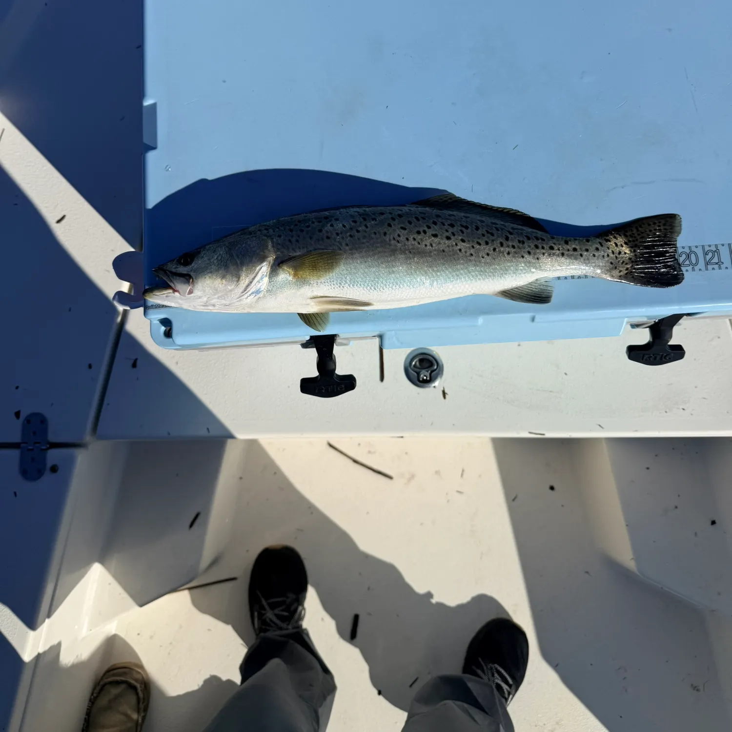 Spotted seatrout caught on Fishbrain