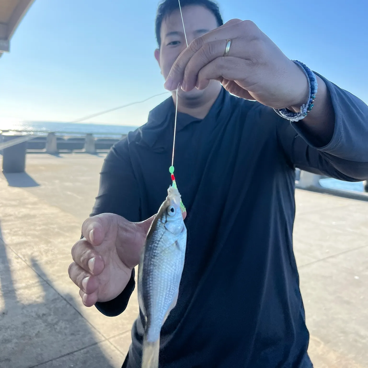 The most recent Shiner perch catches on Fishbrain