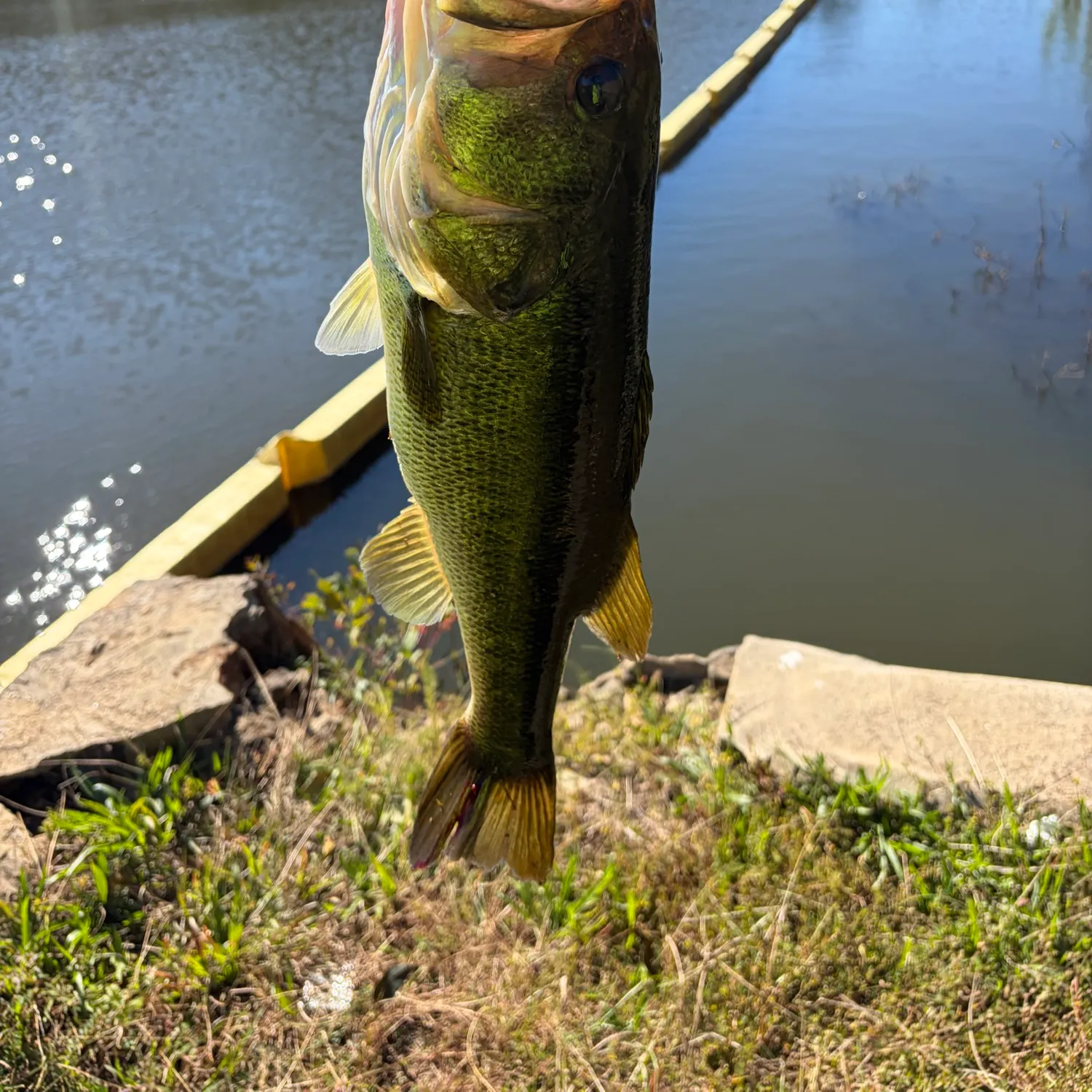 Largemouth bass caught on Fishbrain