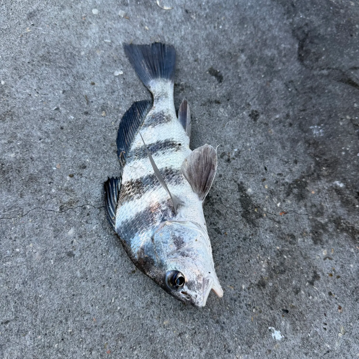 Black drum caught on Fishbrain