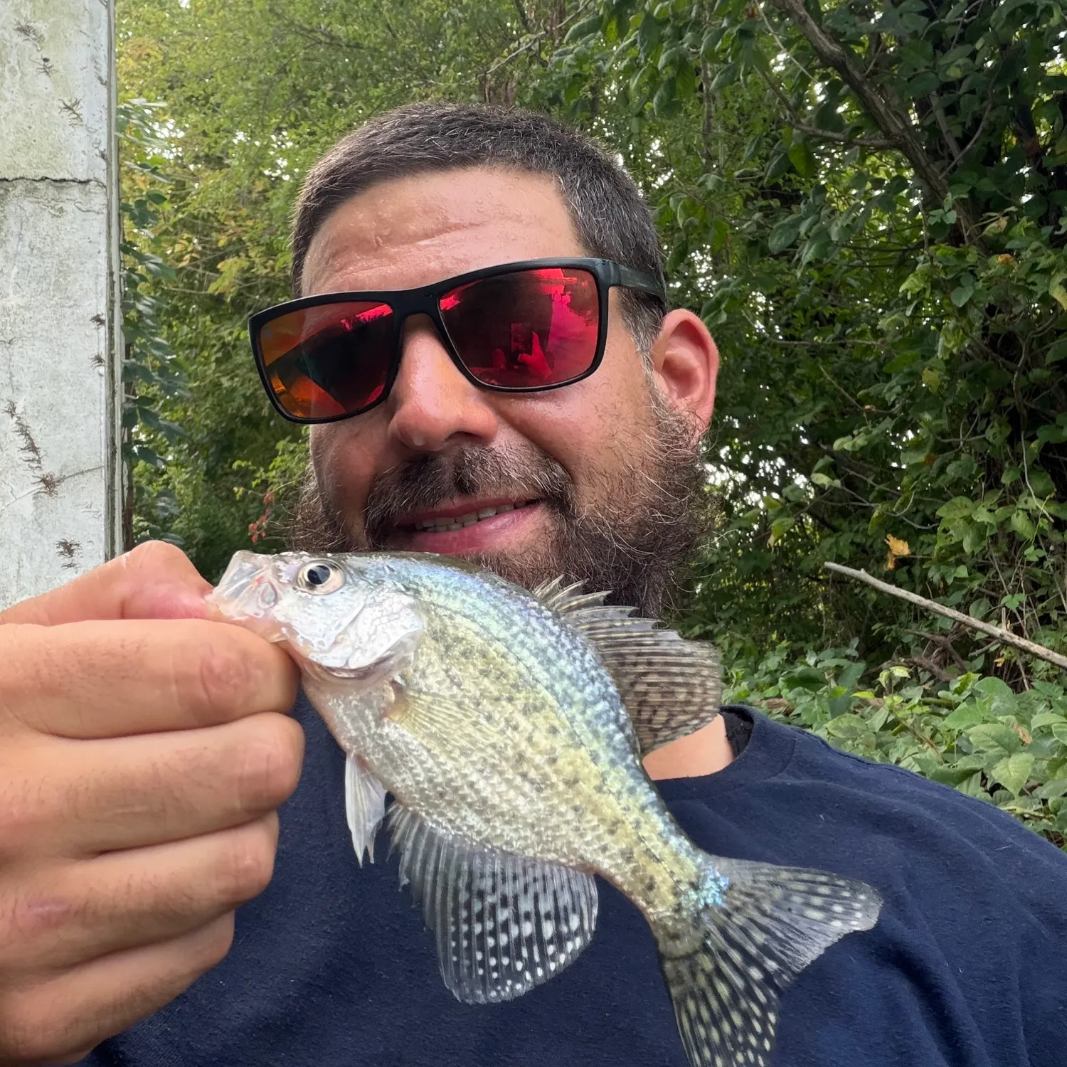 Black crappie caught on Fishbrain