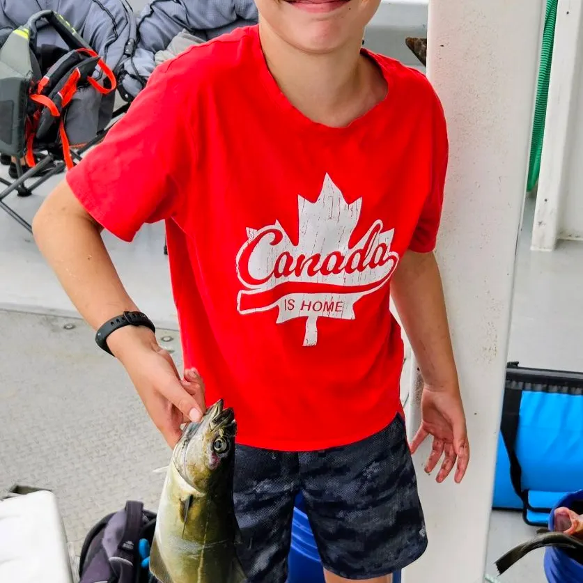 The most recent Atlantic pollock catches on Fishbrain