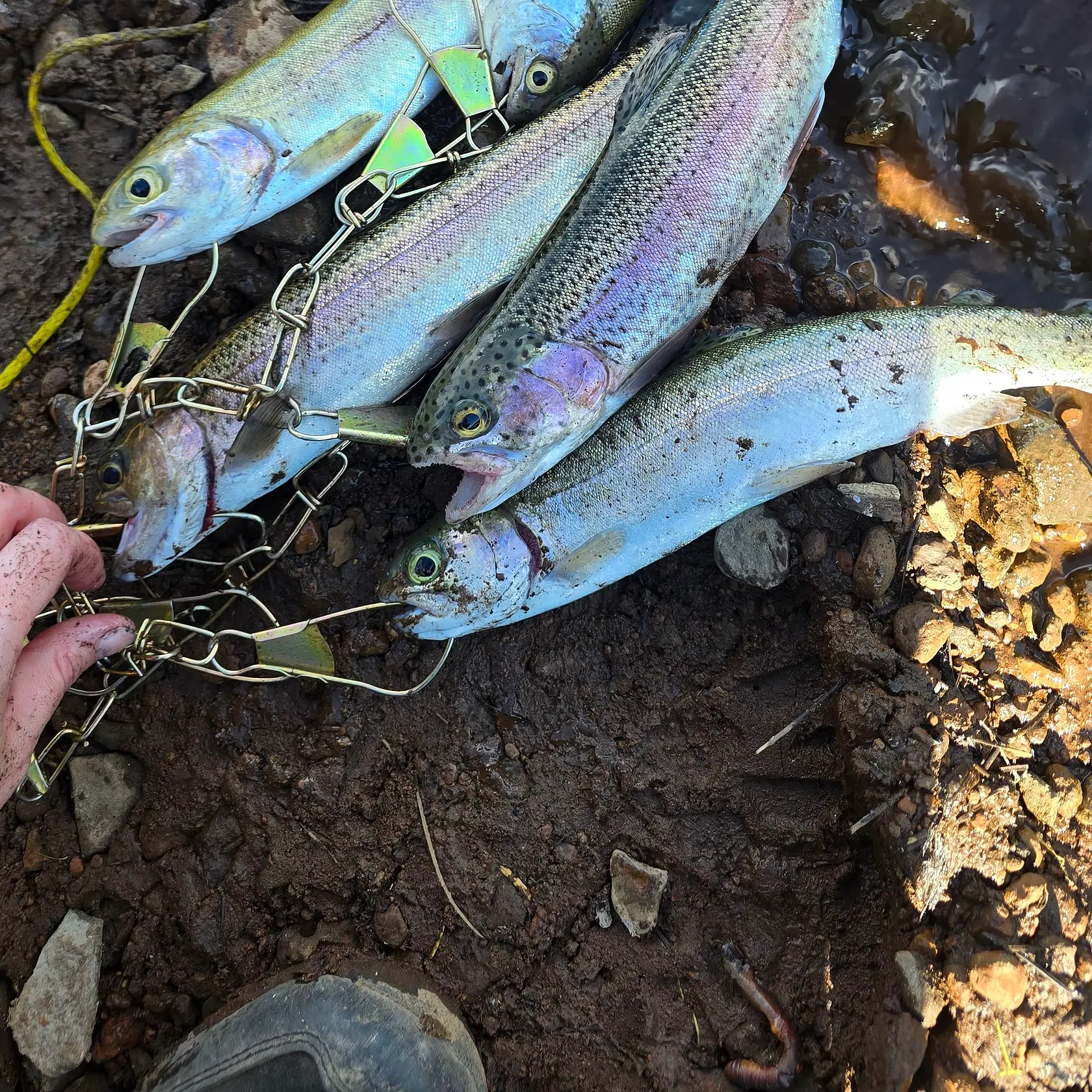Rainbow trout caught on Fishbrain