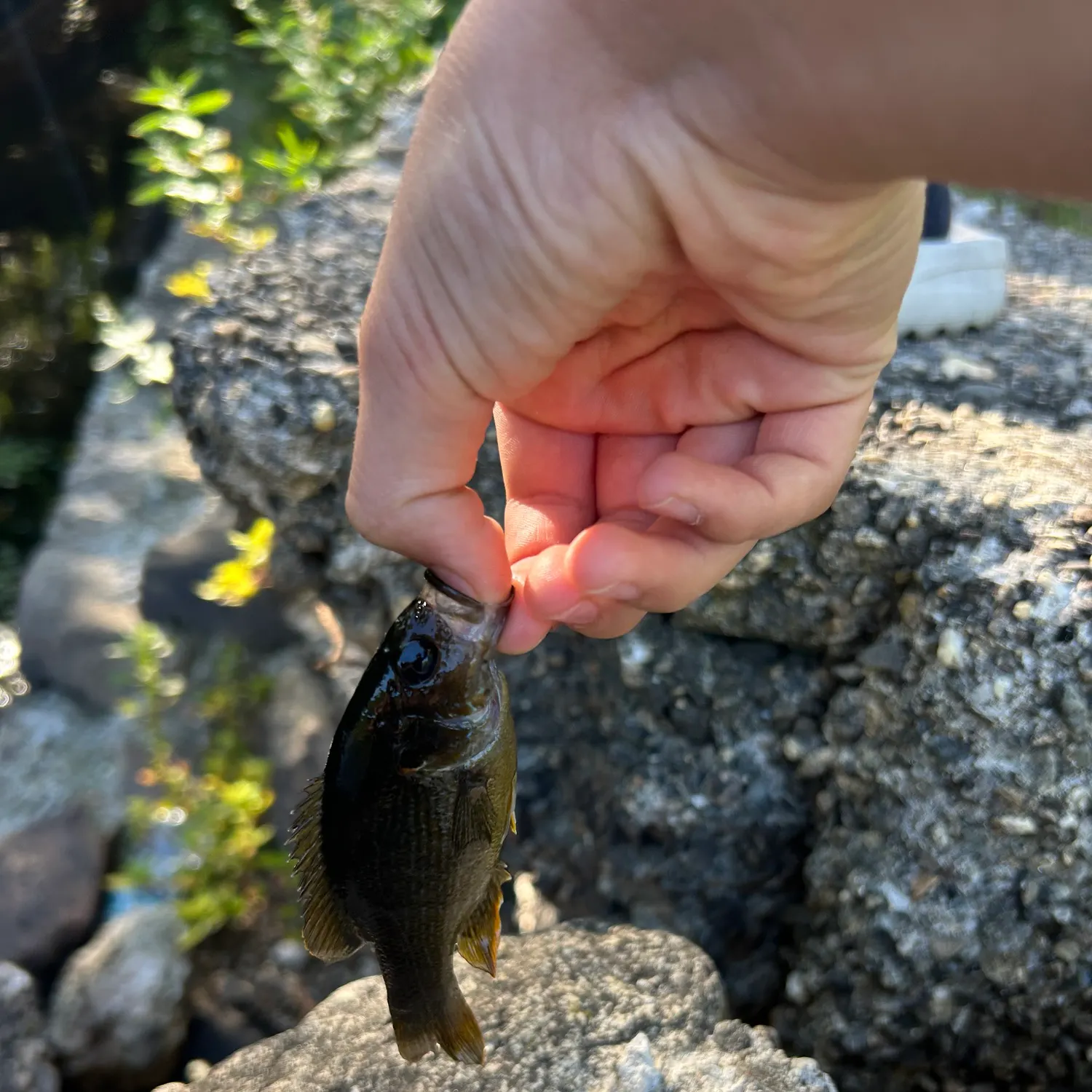 catch