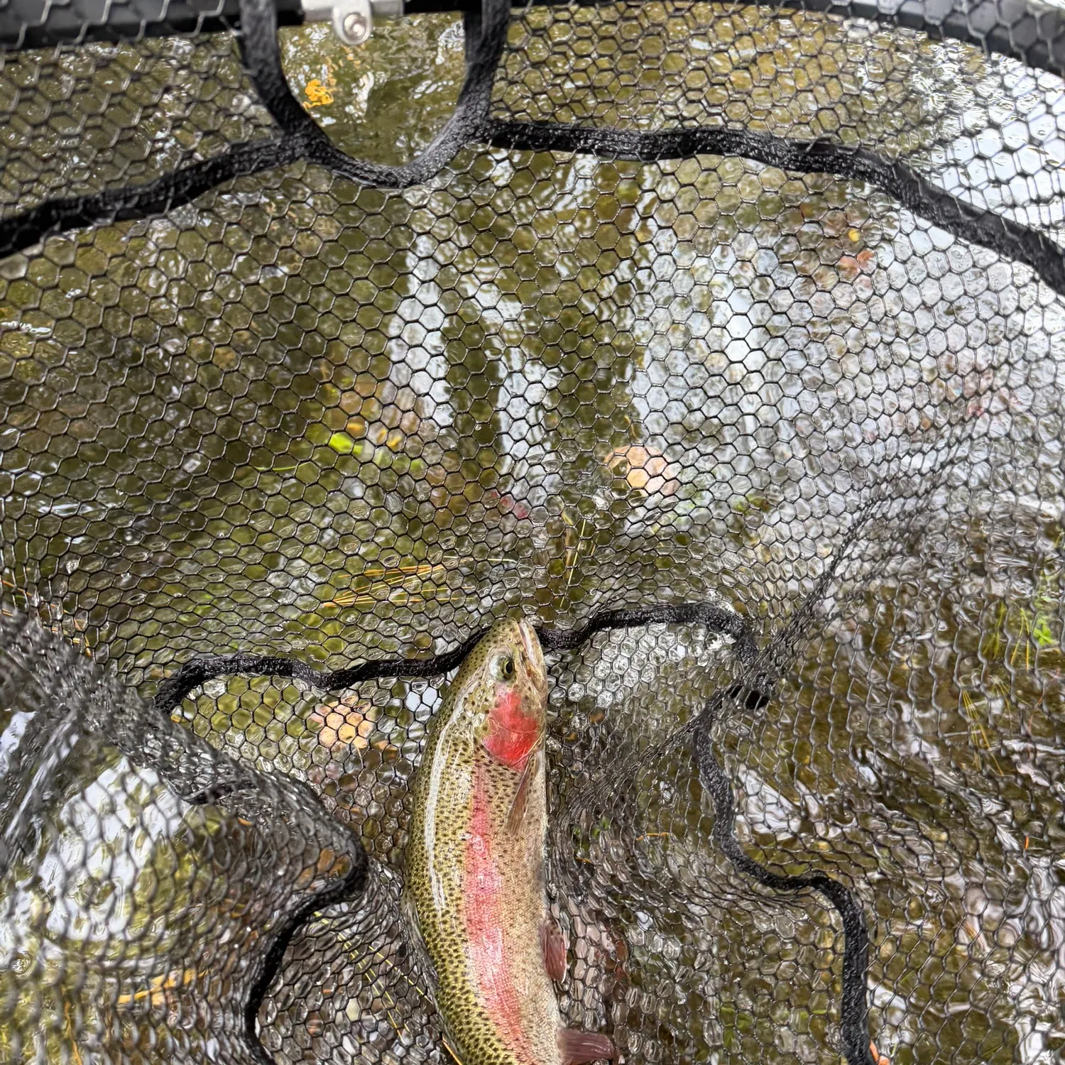 Rainbow trout caught on Fishbrain