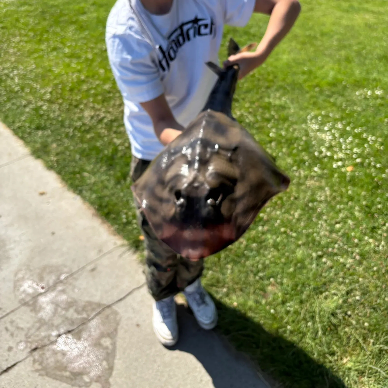The most recent Banded guitarfish catches on Fishbrain