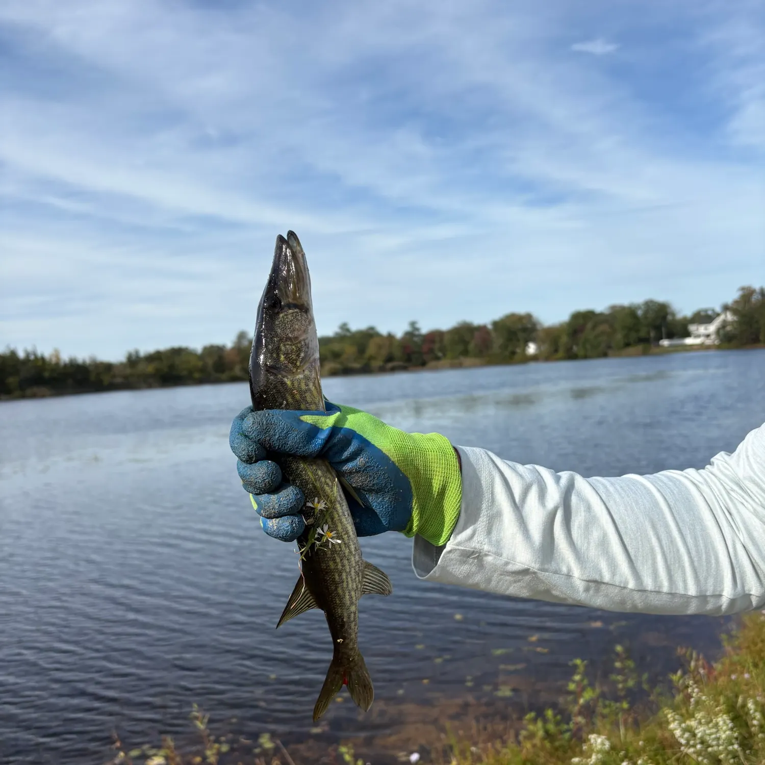 Chain pickerel caught on Fishbrain
